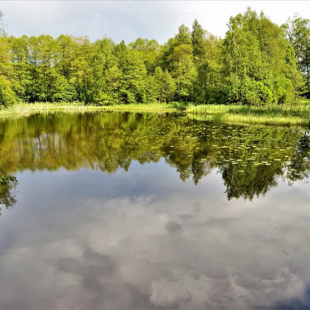 Rocks Dropped Into Still Lake