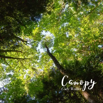 Canopy by Cody Wallter