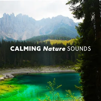 Calming Nature Sounds: Natural 8D Audio by Nature’s Root Revival