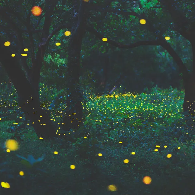 We Watched The Fireflies Flicker