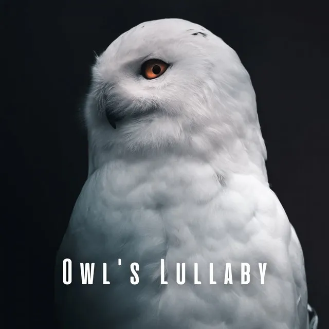 Owl's Lullaby: Nature's Sleepful Embrace