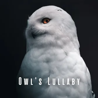 Owl's Lullaby: Nature's Sleepful Embrace by Owl Sounds