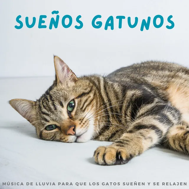 Sueños Gatunos: Música De Lluvia Para Que Los Gatos Sueñen Y Se Relajen