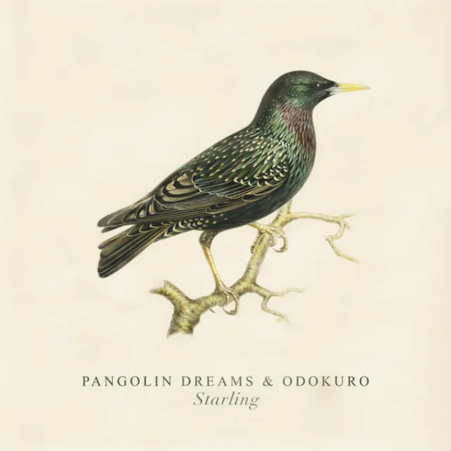 Starling