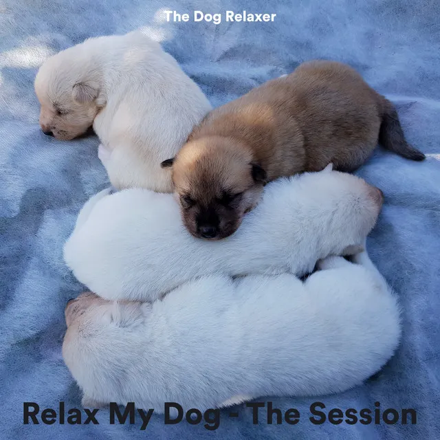 Relax My Dog - The Session