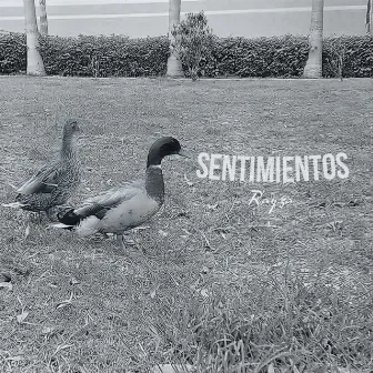 Sentimientos by Rayza