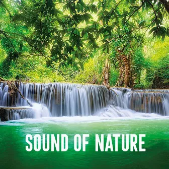 Sound of Nature by Rain Sounds Lounge