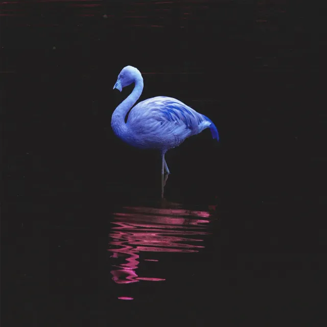 Blue Flamingos