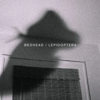 Lepidoptera by Bedhead