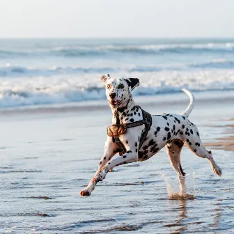 Ocean Waves and Melodies: Music for Soothing Dogs by Neural Oscillations Alpha Sounds