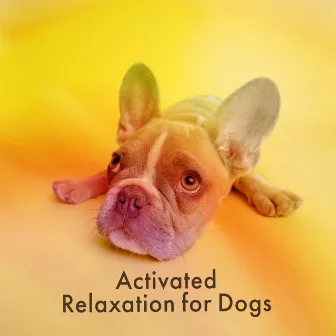 Activated Relaxation for Dogs by Spa Treatment