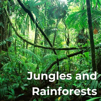 Jungles and Rainforests by Epiphonema