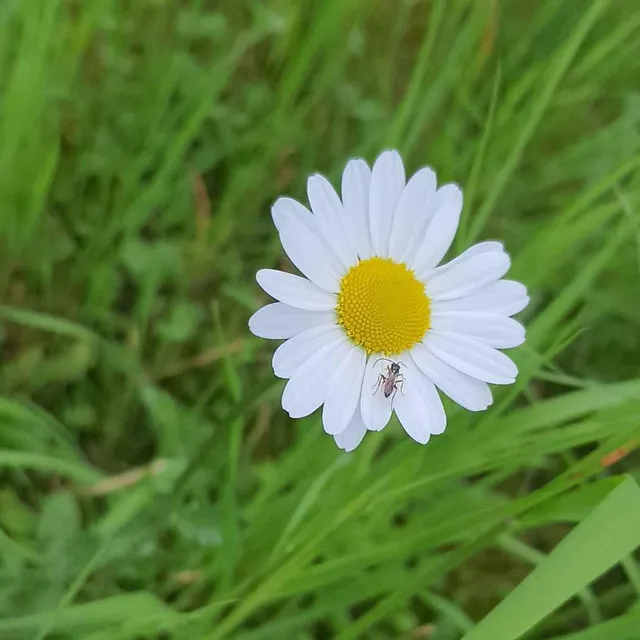 Daisy