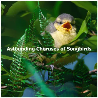 Astounding Choruses of Songbirds by Birds on Television