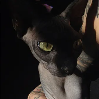 Sphynx by MultiPlayas