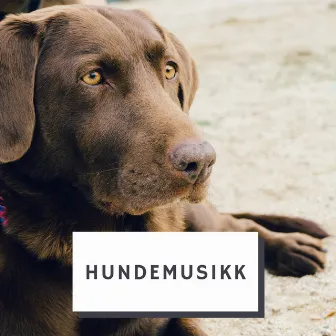 Hundemusikk by Hundemusikk