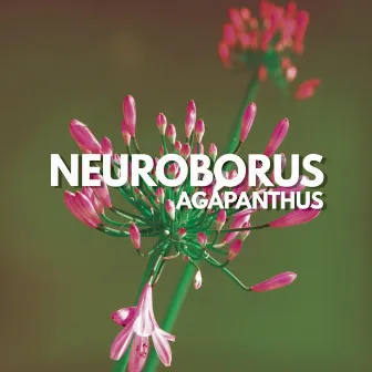 Agapanthus by Neuroborus