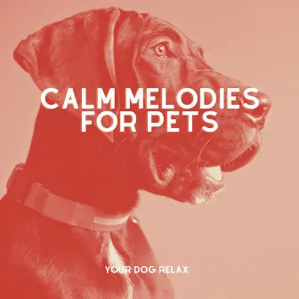 Calm Melodies for Pets: Comforting Music for When They're Alone at Home by Your Dog Relax