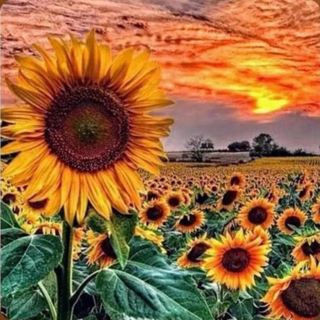 Sunflowers