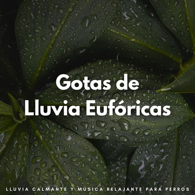 Serenas Melodías De Lluvia