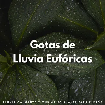 Gotas De Lluvia Eufóricas: Lluvia Calmante Y Música Relajante Para Perros by 