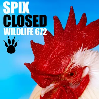 Closed by Spix