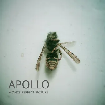 A Once Perfect Picture by Apollo