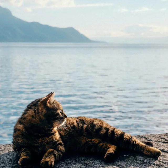 Purrfect Paws: Oceanic Serenade Dreams