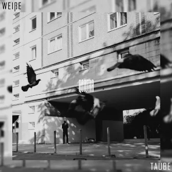 Weiße Taube by Qontra