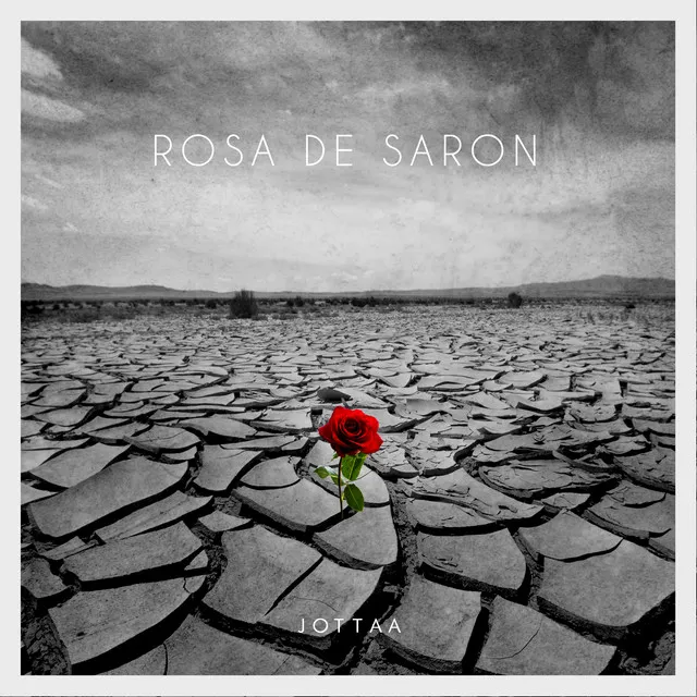 Rosa de Saron