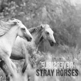 Stray Horses by Reversible