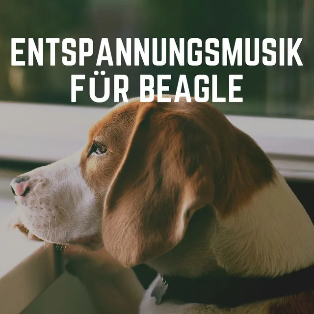 Umgebungsgeräusche für Hunde