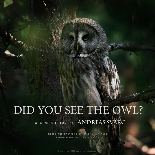 Did You See the Owl?