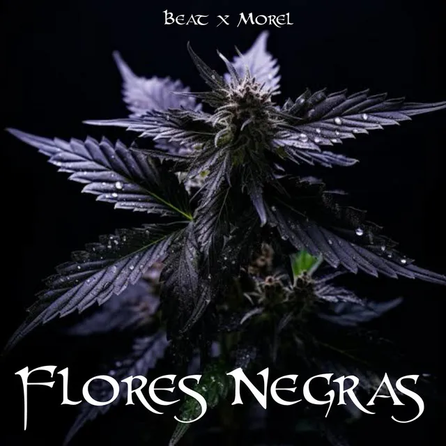 Flores Negras