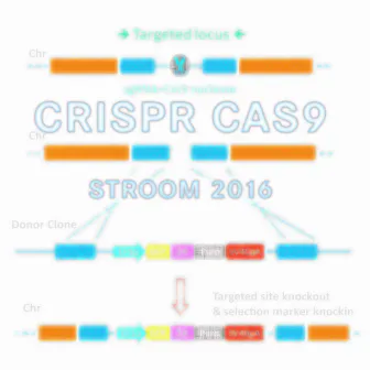 Crispr CAS-9 by Stroom