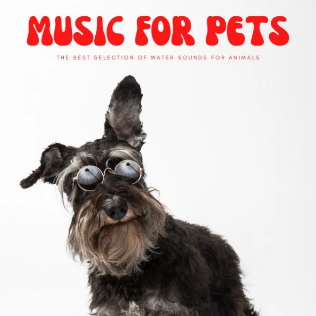 Music For Pets: The Best Selection Of Water Sounds For Animals