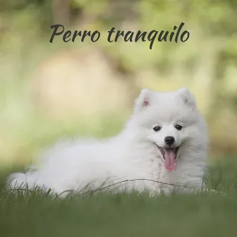 Perro tranquilo – Piano música clásica para perros, gatos, cachorros, ansiolíticos, alivio del estrés, flauta, saxofón, canciones relajantes para dormir by Música instrumental para perros