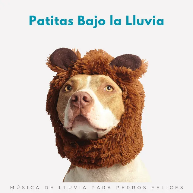 Patitas Bajo La Lluvia: Música De Lluvia Para Perros Felices