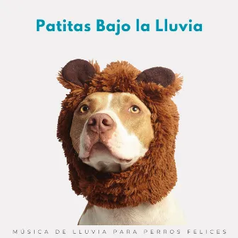 Patitas Bajo La Lluvia: Música De Lluvia Para Perros Felices by 