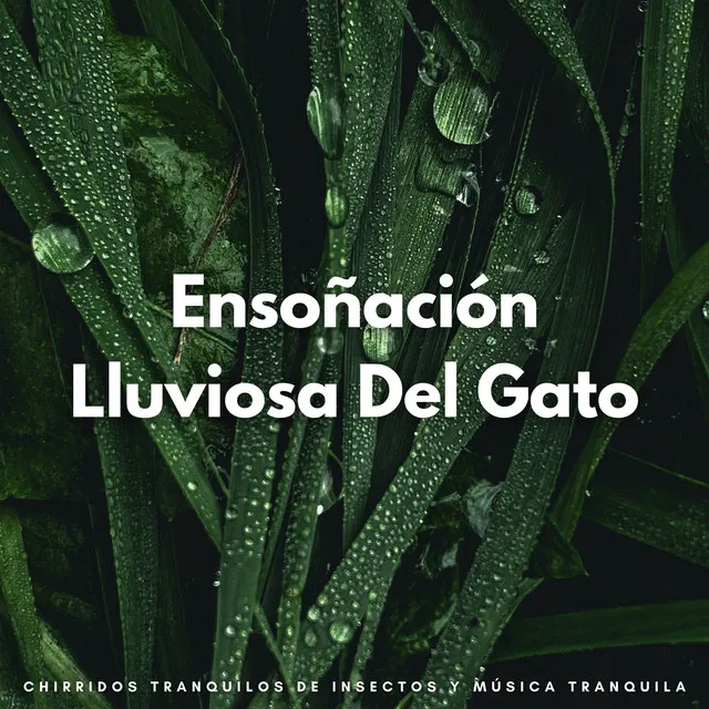 Ensoñación Lluviosa Del Gato: Chirridos Tranquilos De Insectos Y Música Tranquila