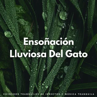 Ensoñación Lluviosa Del Gato: Chirridos Tranquilos De Insectos Y Música Tranquila by Gato Música Relajación