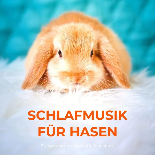 Schlafmusik für hasen: entspannende Musik für Haustiere