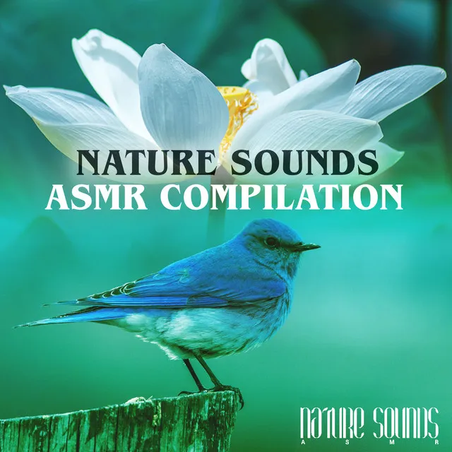 Nature Sounds ASMR Compilation