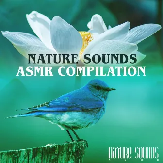 Nature Sounds ASMR Compilation by Nature Sounds ASMR