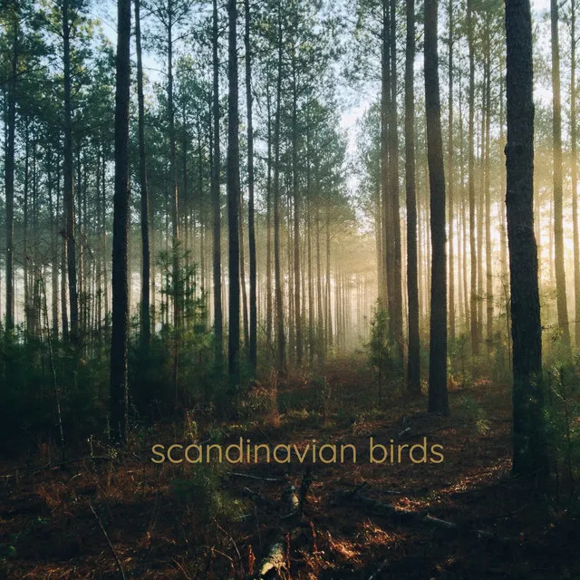 Scandinavian Birds