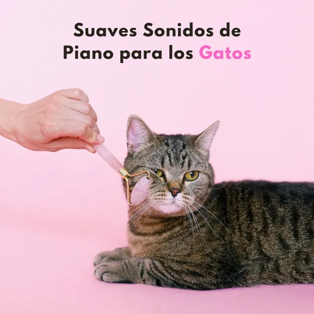 Melodías Felinas Con Suaves Sonidos De Piano