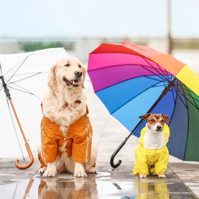 Thunderous Serenade Pets in Harmony