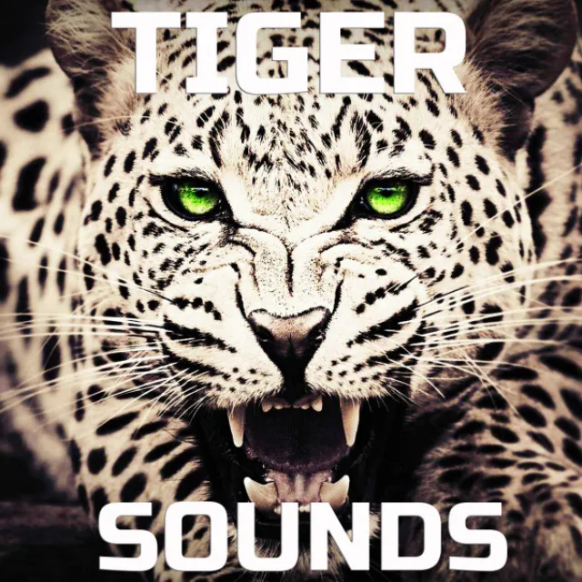 Animal Planet Tiger Sounds