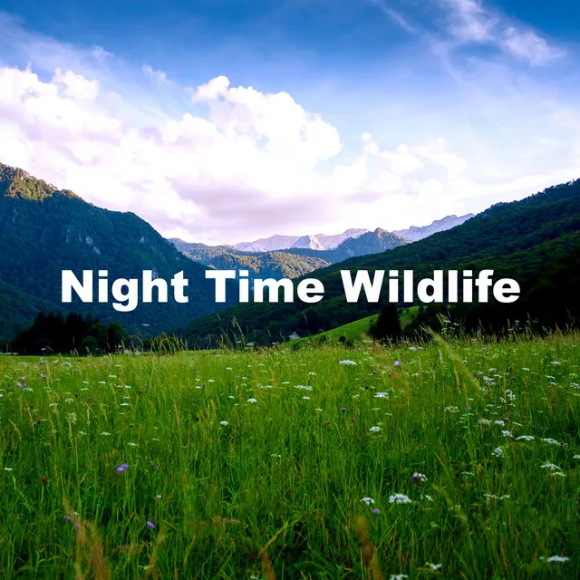 Night Time Wildlife