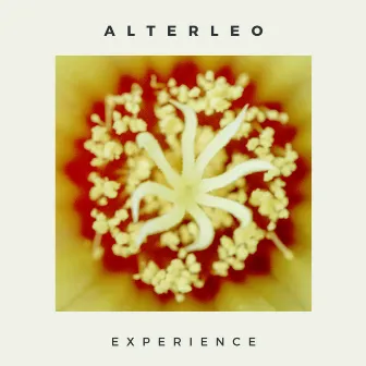 Experience by Alterleo